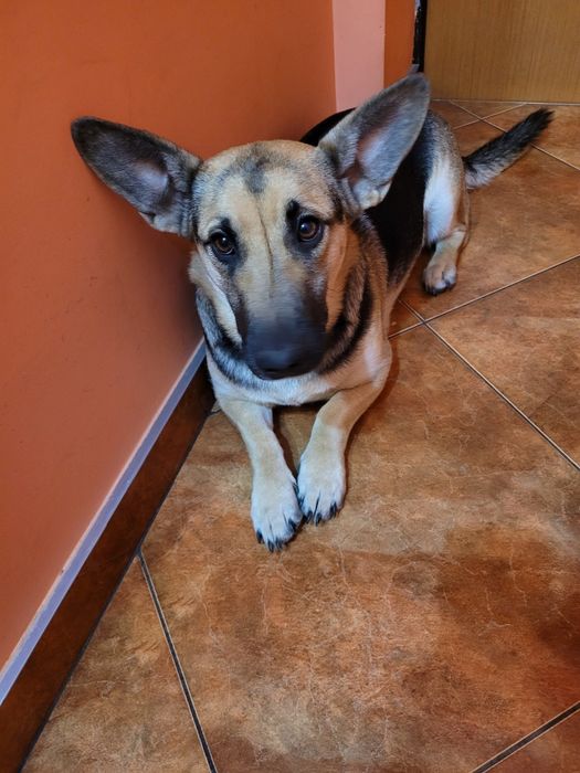 Kredka 2 letnia sunia do adopcji