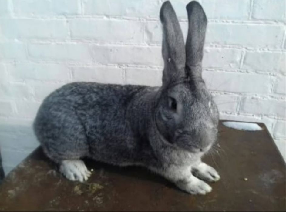 Кролик Бургундець і Радянська шиншила