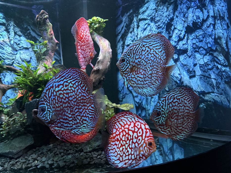 Akwarium Juwel najwyższa wersja narożne 350l Helia Lux.