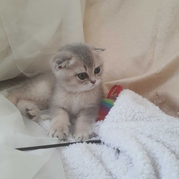 Блакитноокий красунчик блакитне золото