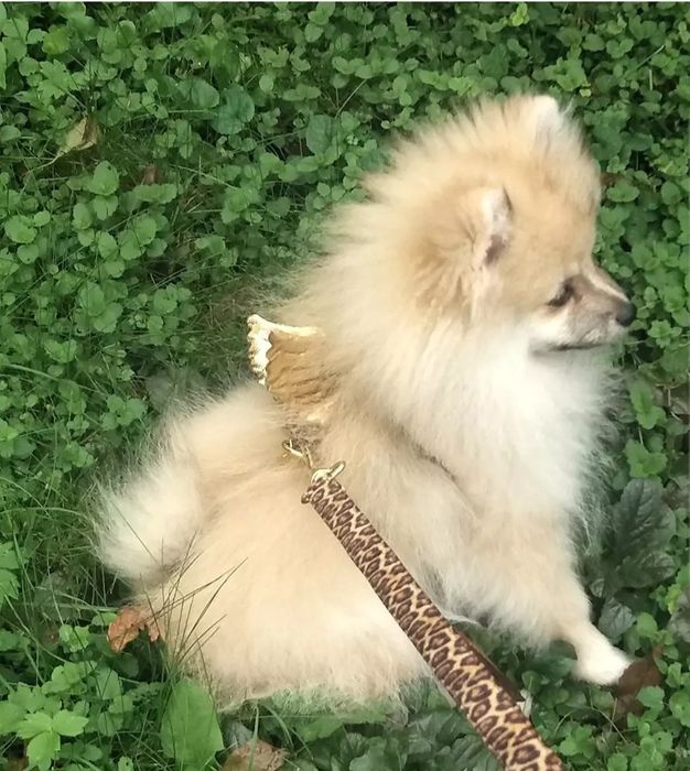 Komplet szelki I smycz Royal Puppy