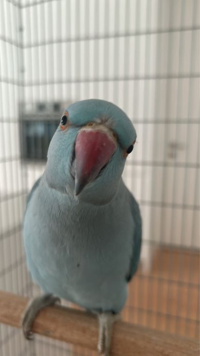 Passaro Ring Neck azul