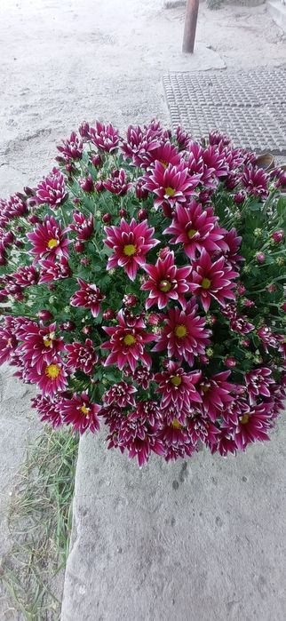 Хризантема мультифлора, середньоквіткова, великоквіткова горшок