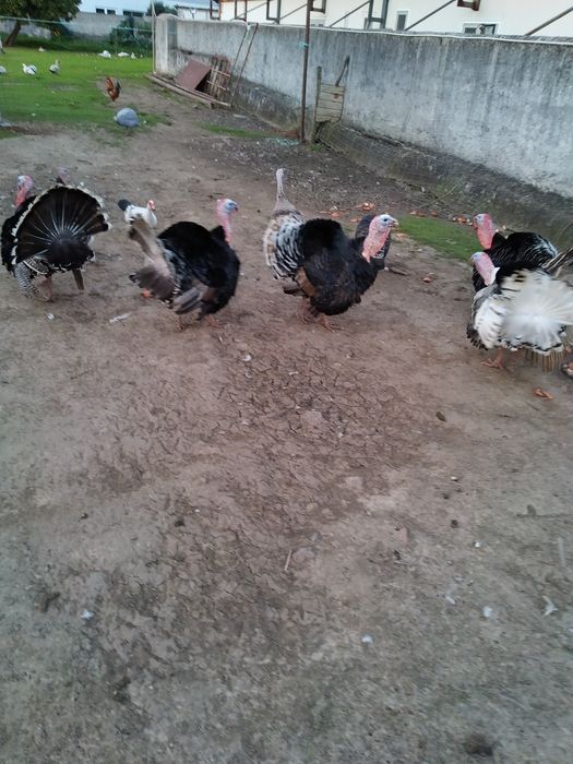 Ovos de perua galados