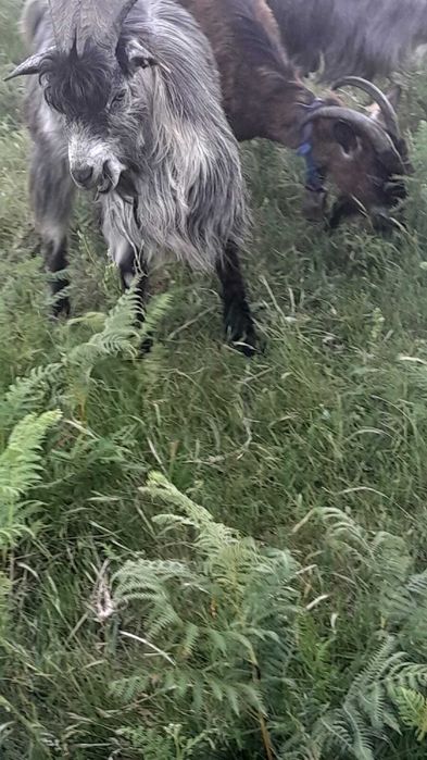 Venda ou troca de 1 xibo