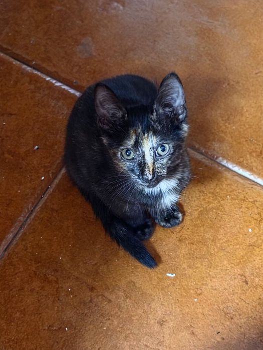 Gatinhos para adoção