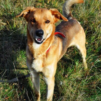 Wyprowadzanie psów – Poznań – 20-25 zł