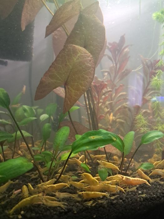 Krewetki neocaridina yellow neon