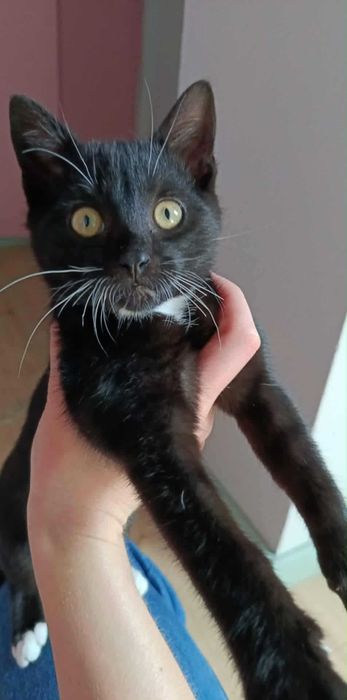 ATOM szuka bombowego domu!