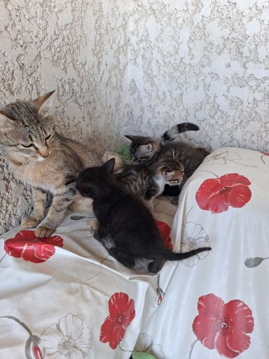 Gatos bebés para adoção