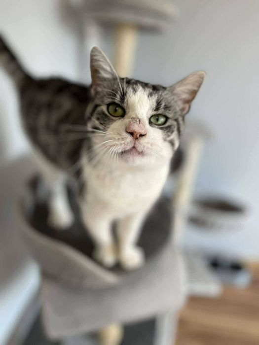 Super śmieszny kocurek do adopcji :)