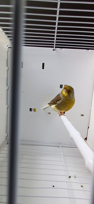 Kanarki Gloster samiec nr 46 z lipca 2024