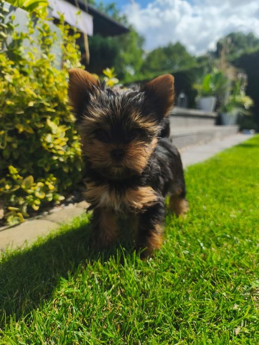 Yorkshire terrier