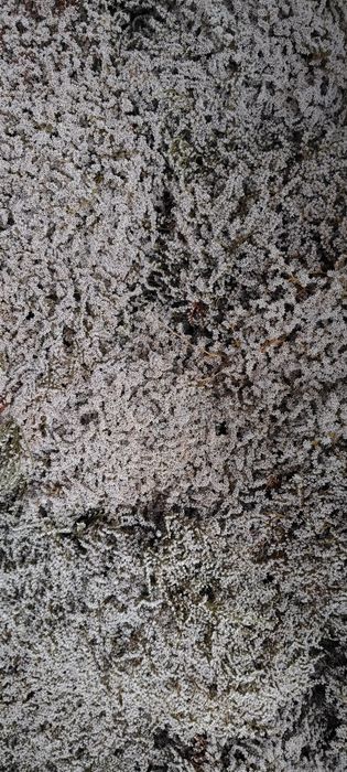 Zatrwian tatarski tegoroczny cena okazyjna