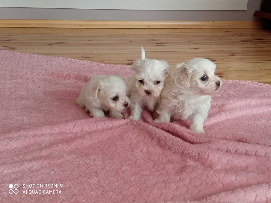 maltańczyki piesek i sunia