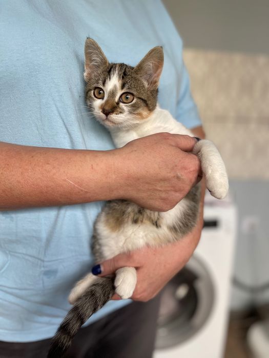 Котики котята отдам котенок девочка