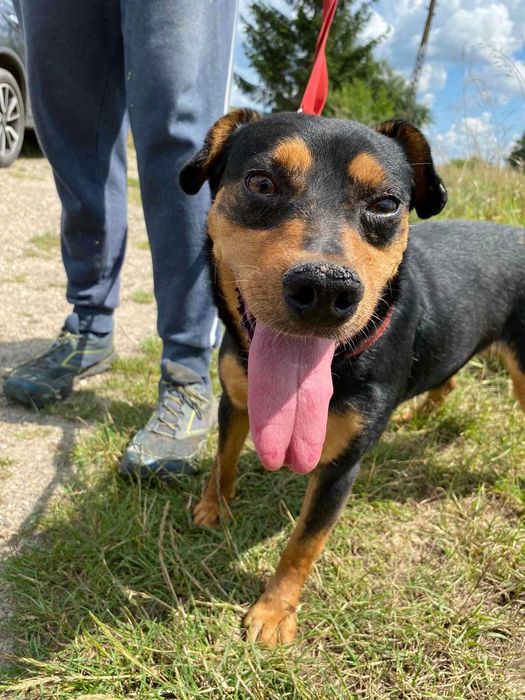 Zyguś - psiak do pokochania