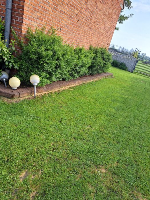 Koszenie Traw Porządkowanie Terenu Wycinka Drzew