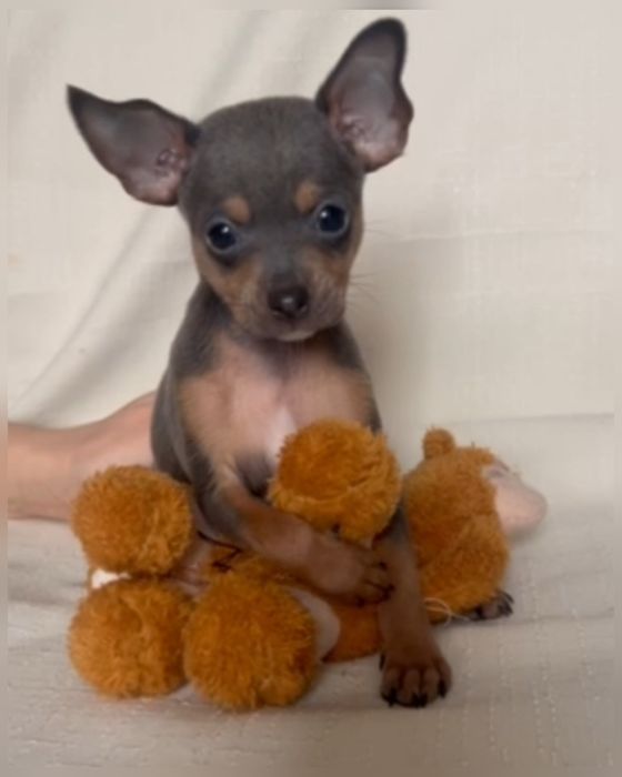 Той тер'єр, той терьер, голубі та лілові