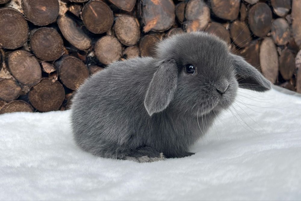 Mini lop Karzełek Baranek Karzełek Teddy Karzełek Niderlandzki Królik Króliki Karzełki Miniaturka Miniaturki Mini Króliczki Baranki Legalna Hodowla