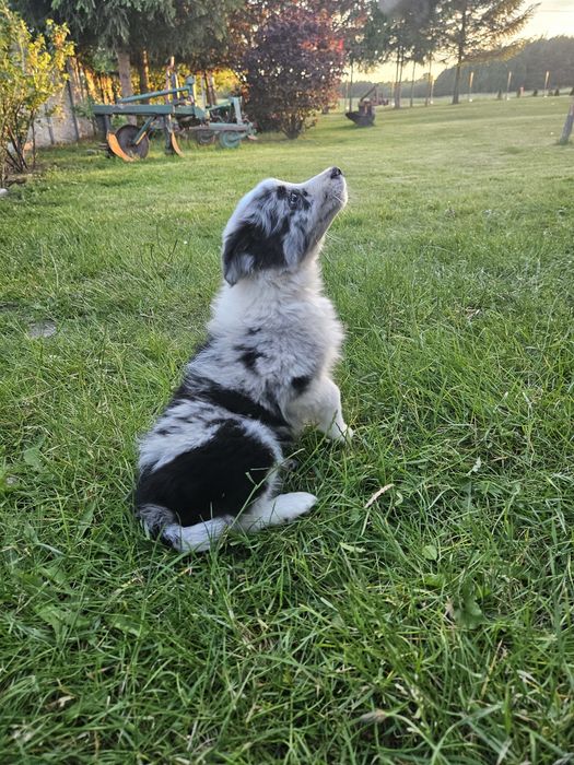 Border Collie Blue Merle