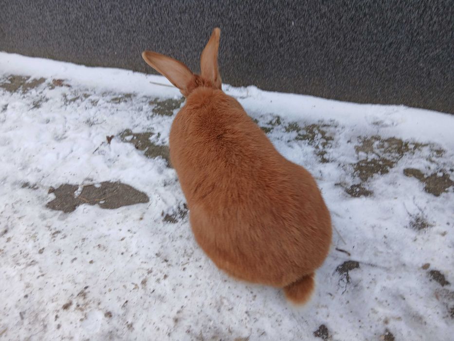 Królik burgundzki samiec króliki burgundzkie