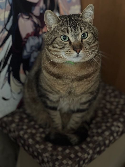 Прилаштовується Кіт 2,5 роки