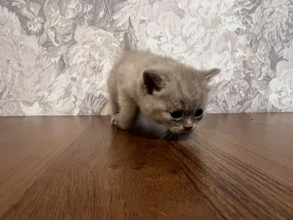 Котята шотландские