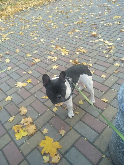 Французский бульдог предлагает вязку