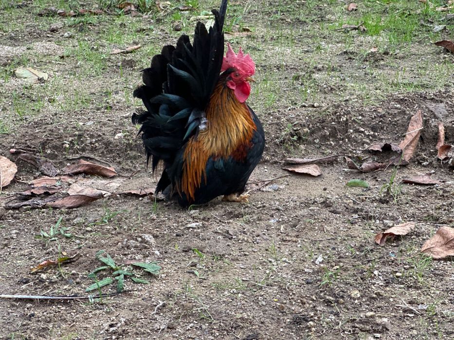 Nagasaki granizos ovos