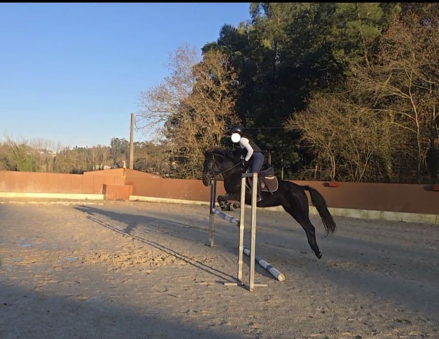 Égua preta com 6 anos