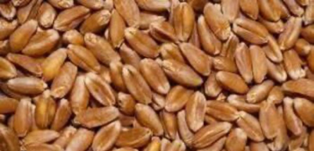 Пшениця продовольча Кітрі фасована в мішки