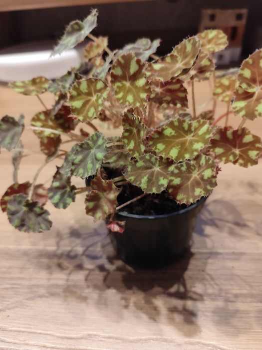 Begonia tygrysia