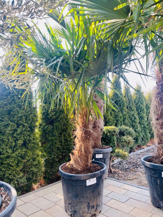 Trachycarpus fortunei pień 50cm mega gruby duża Korona