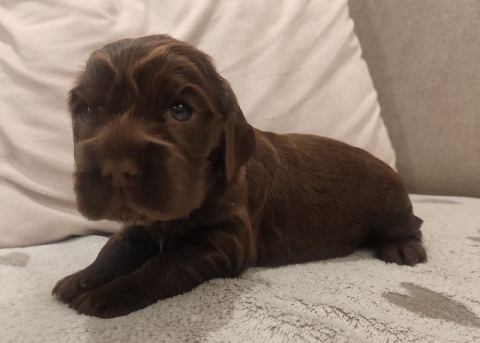 Cocker spaniel suczka czekoladowa