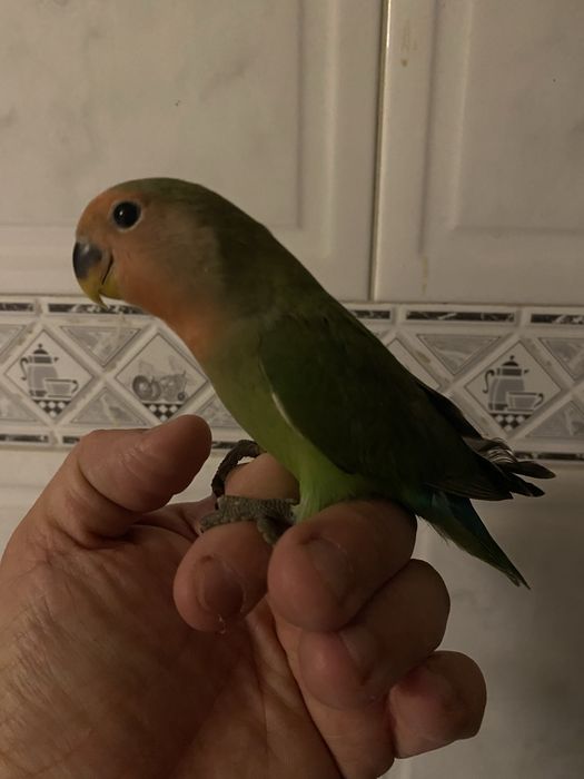 Agapornis domesticado