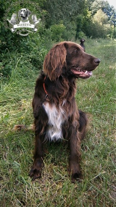 Дресирування мисливських собак/Дрессировка и натаска легавых собак