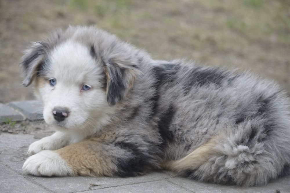 Suczka Blue Merle - Miniaturowy Owczarek Amerykański do odbioru