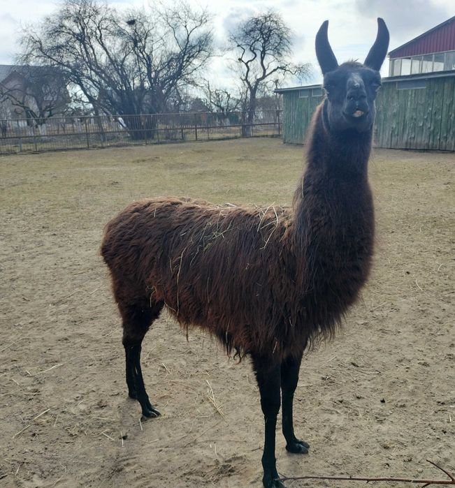 Lama samiec na sprzedaż