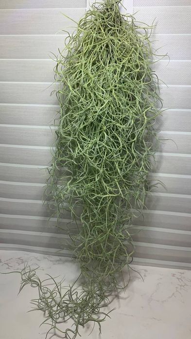 Тілландсія Усневидная