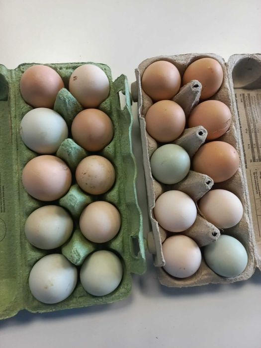 Jajka lęgowe mix polecam wysokie zalężenie