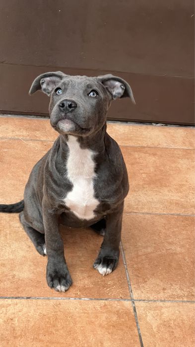 Амстафи шоу-класу