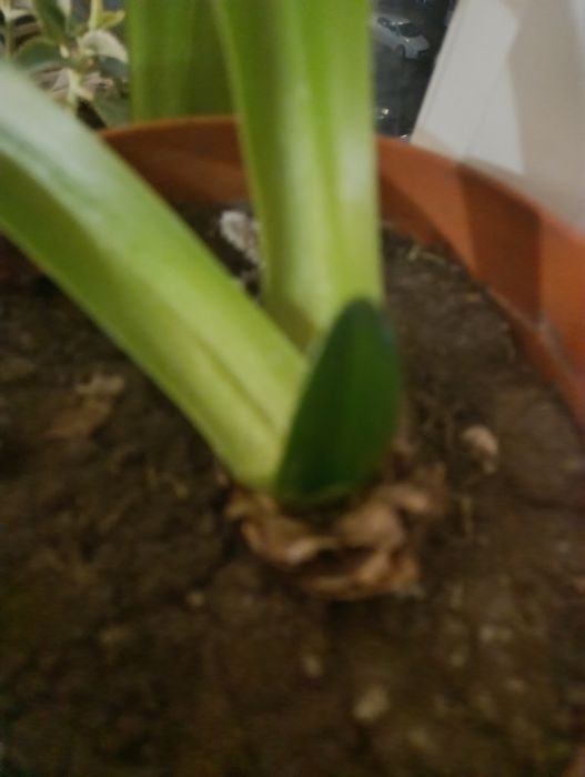 Амариліс, грамофон