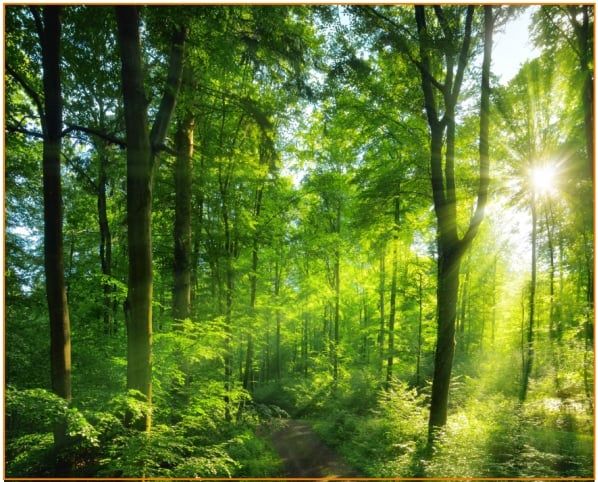 Fototapeta las i słońce