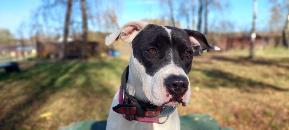 Piękna Ami szuka domu