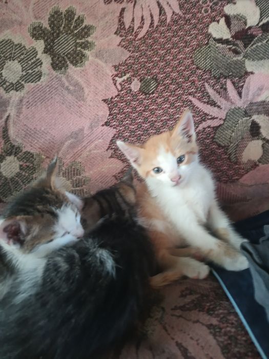 3 домашних котенка