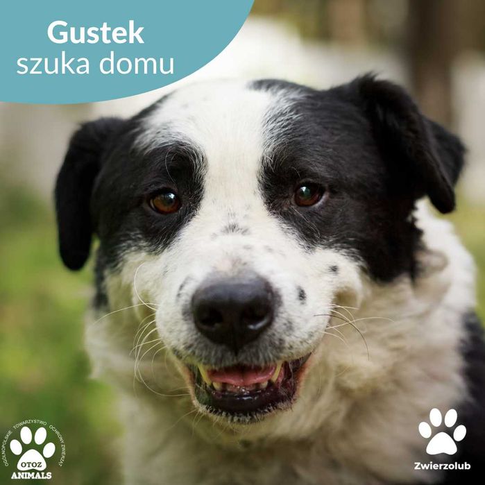 Puchaty Gustek czeka na nowy dom!