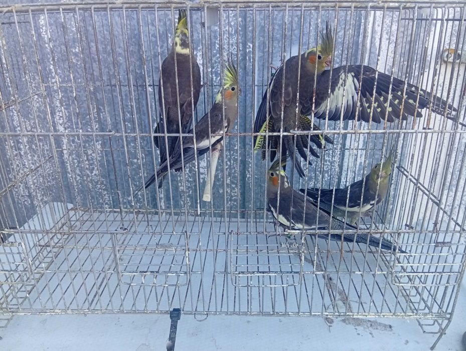 Ring necks caturras diamantes de gould e bengalins