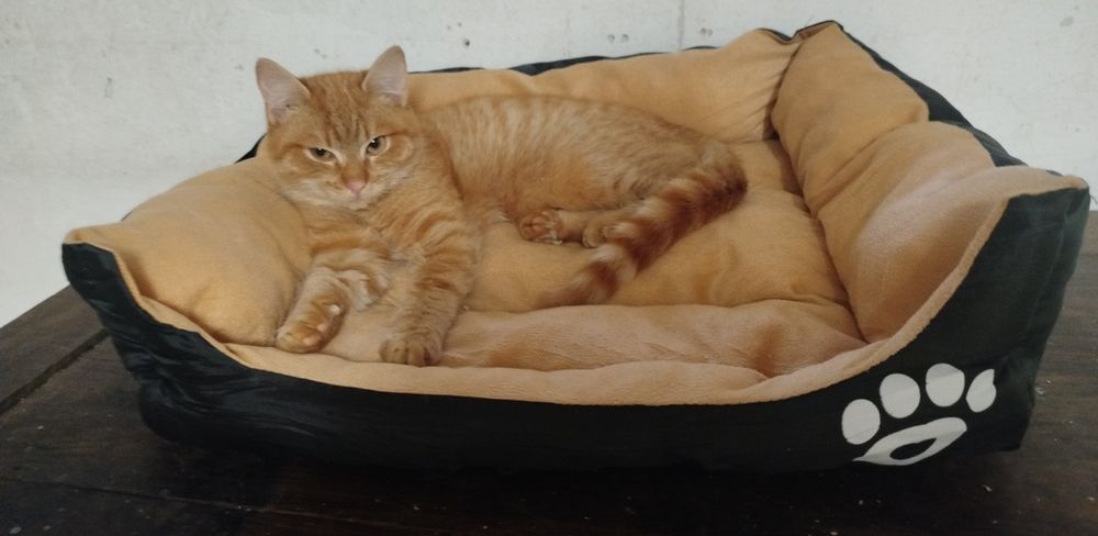 Nachos i Cheetos do adopcji