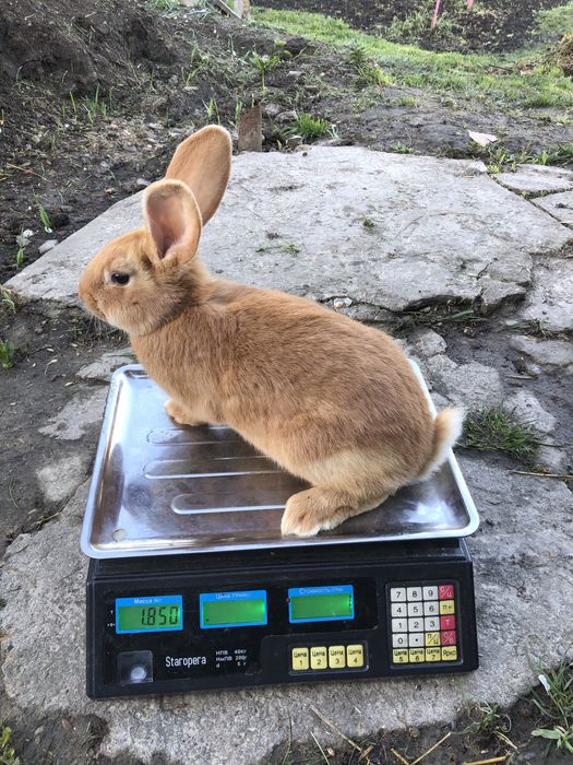 Продам кролів